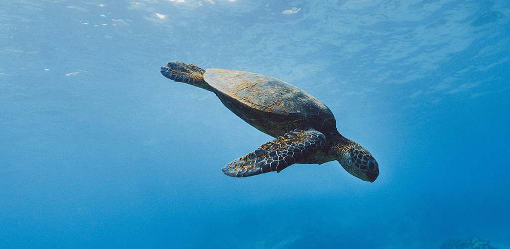 A sea turtle gliding over sandy shallows off Dominica’s coast, a reminder of marine life protected across the dominica nature island.